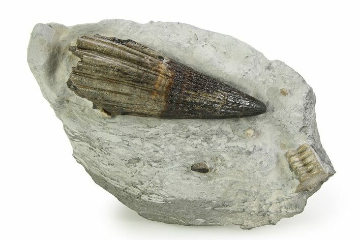 Rare, Fossil Ichthyosaur (T platyodon) Tooth in Situ - England #351034